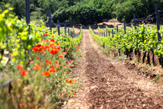 Filari dei vigneti Cantina Diomede nell’Alta Murgia