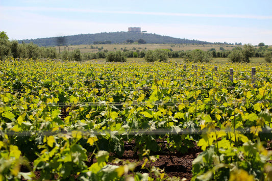 Vigneti di Cantina Diomede con Castel del Monte sullo sfondo