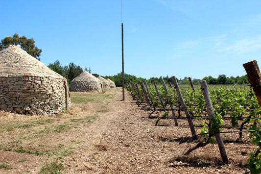 Filari di Cantina Diomede e costruzioni rurali in pietra nell’Alta Murgia