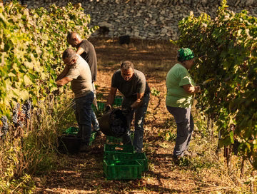 Cantine Palesi: dove la Valle d'Itria si racconta in un calice