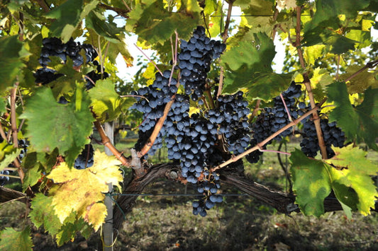 Vigneti della cantina Claudio Cipressi sulle colline di San Felice del Molise