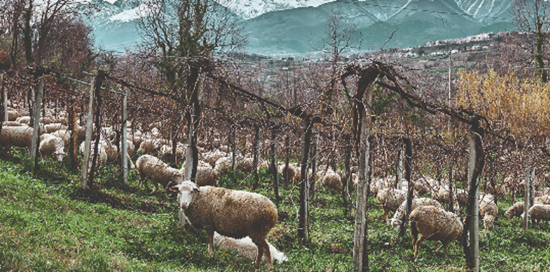 BIO Cantina Sociale Orsogna: una storia di cooperazione, natura e vino autentico
