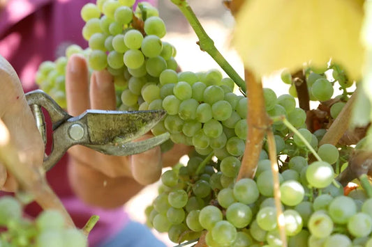 Cantine San Pancrazio: il Salento che si racconta, un calice alla volta