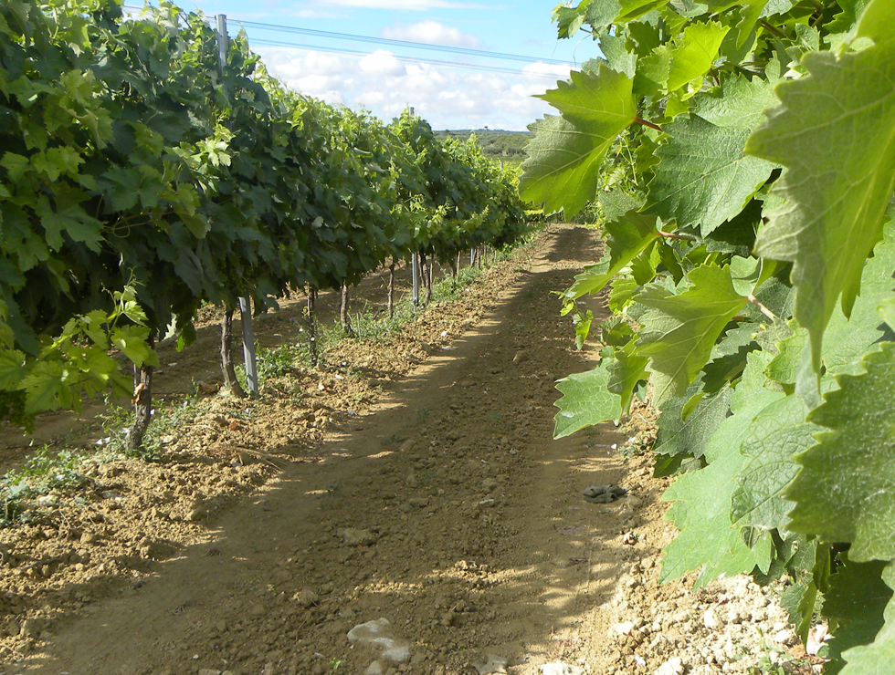 Azienda Agricola Mazzone