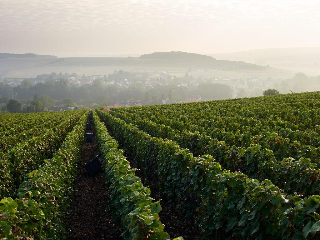 Champagne Laurent Lequart