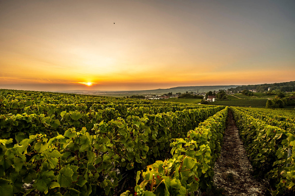 Champagne Laurent-Perrier