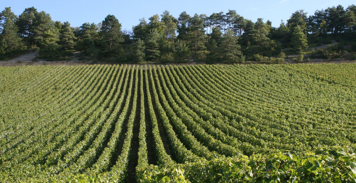 Domaine Moutard