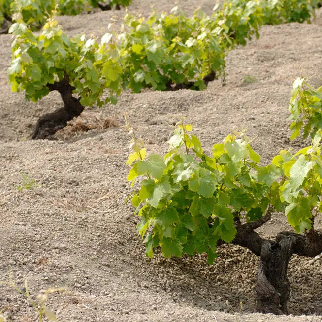 Donnafugata