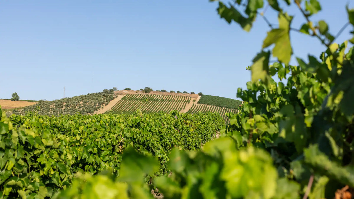 Donnafugata