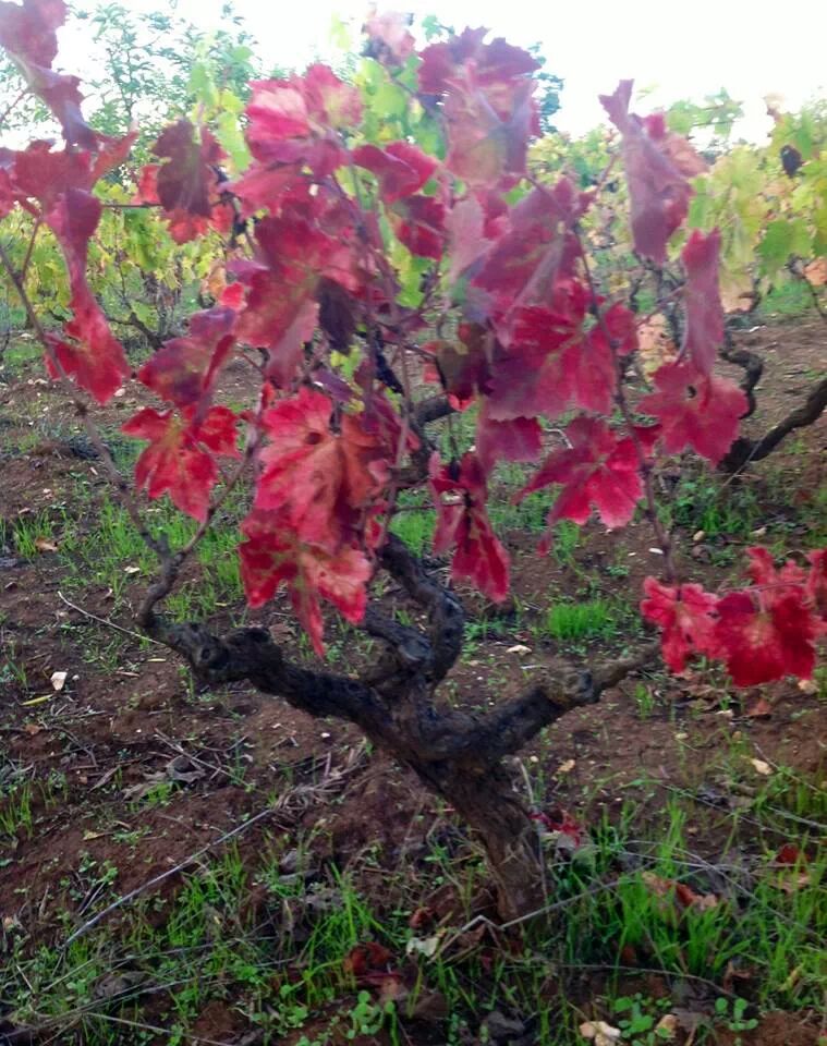 Agricole Pietraventosa