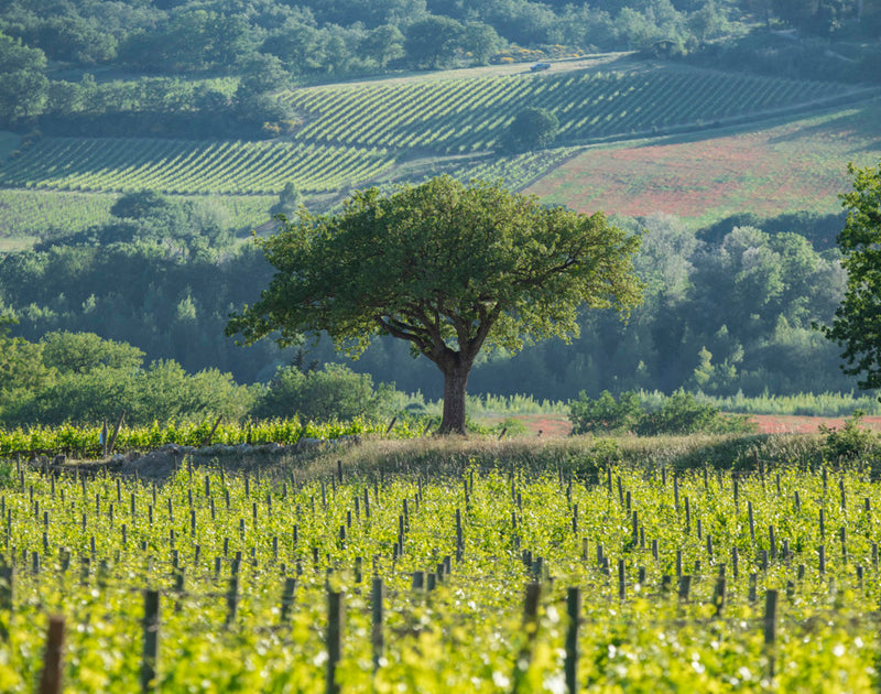 Marchesi Antinori