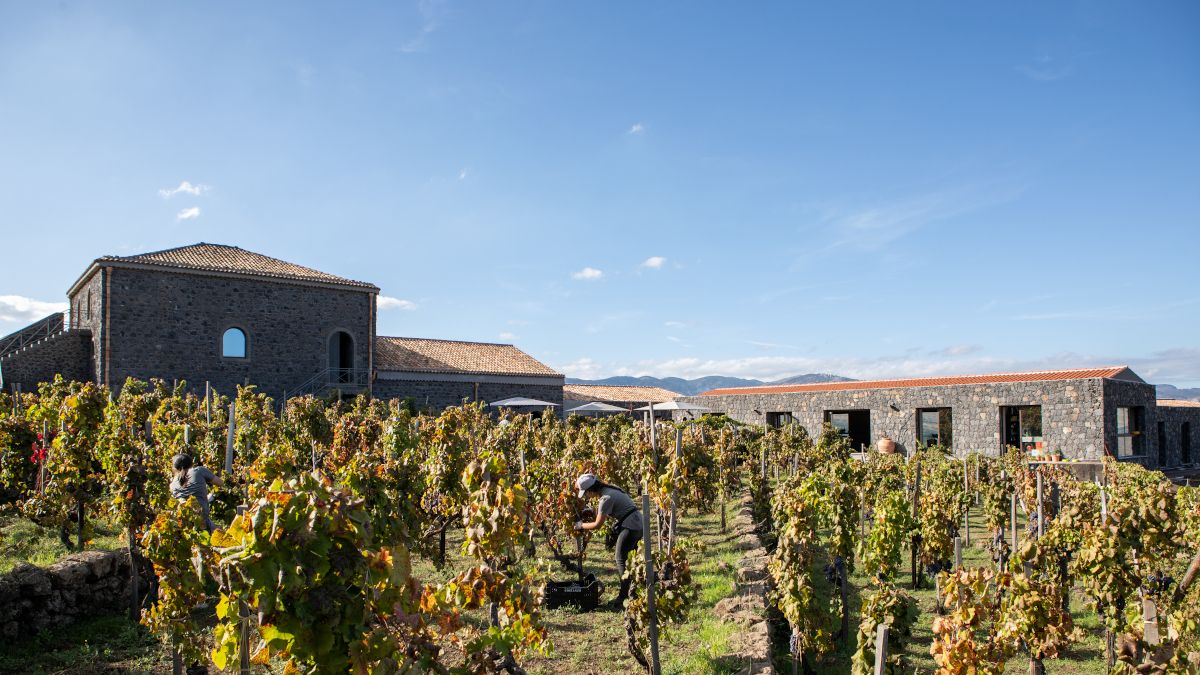 Palmento Costanzo