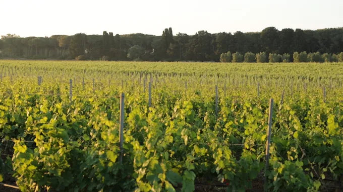 Cantine San Pancrazio