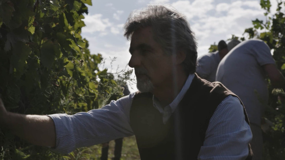 Tenuta Luce