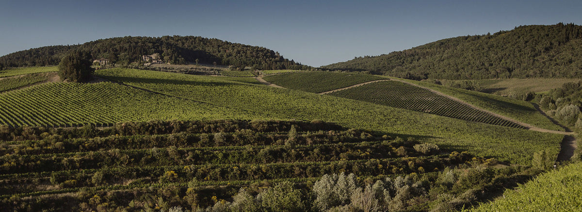 Vigneti e colline della Tenuta Tignanello di Marchesi Antinori