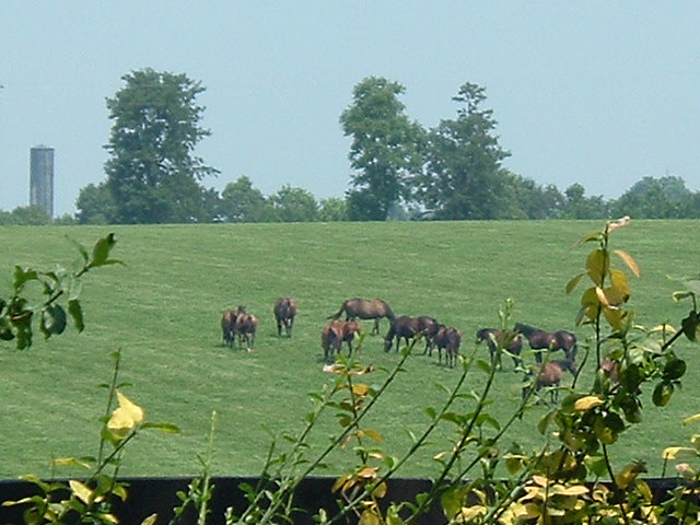 Kentucky