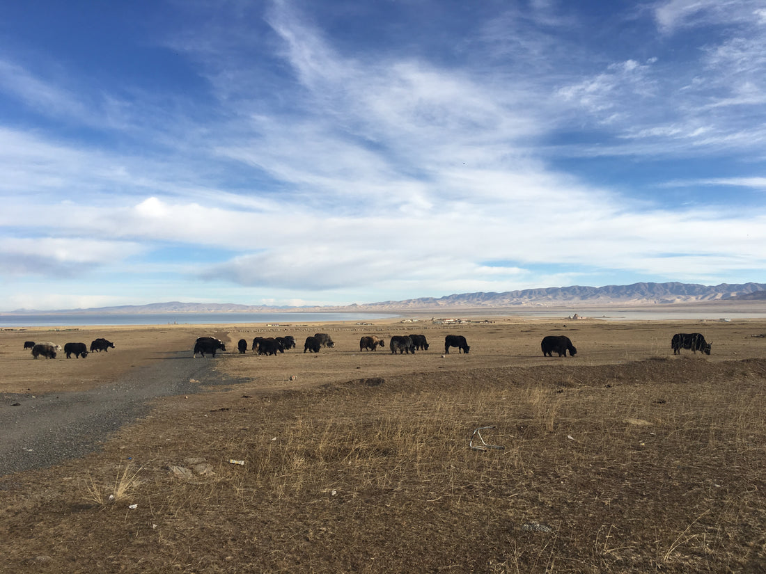 Qinghai (Tibet)